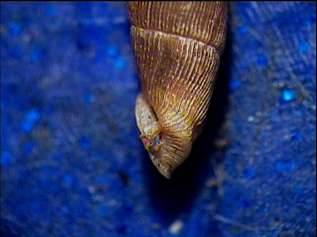 Clausilia bidentata crenulata sotto una corteccia